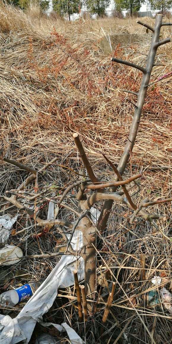 火棘下山桩高压后怎么母株分离 图片