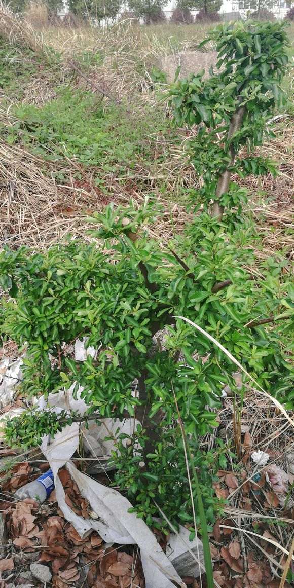 火棘下山桩高压后怎么母株分离 图片