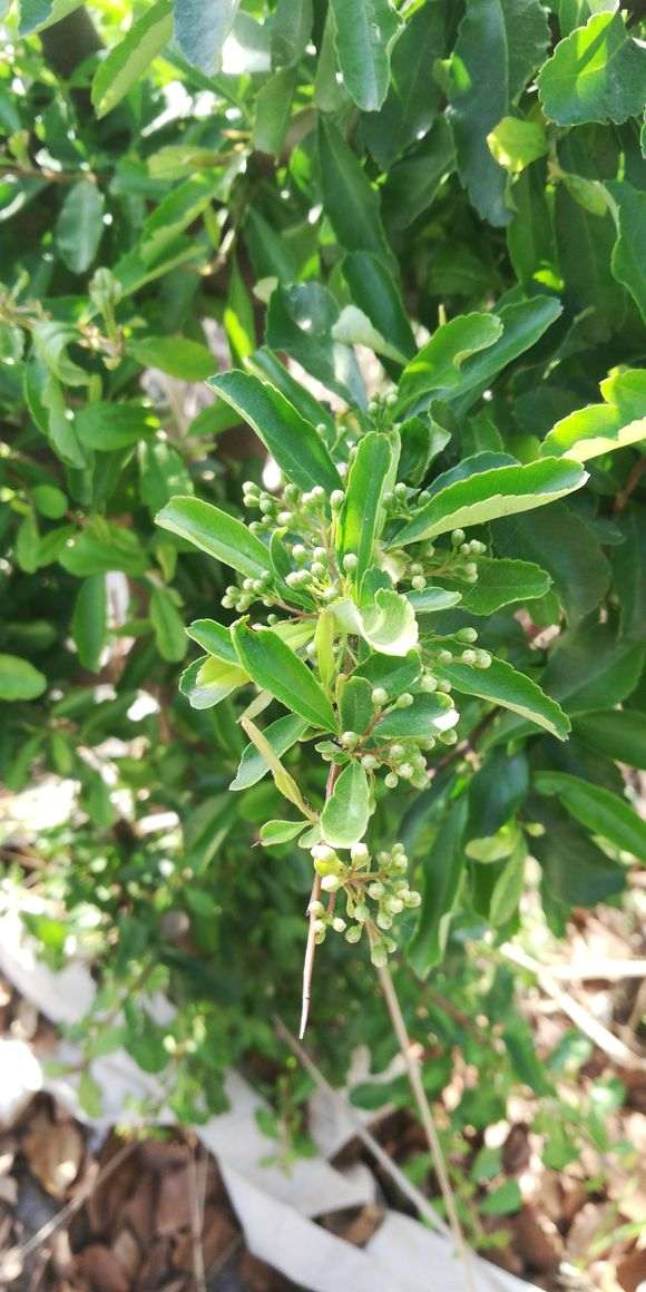 火棘下山桩高压后怎么母株分离 图片