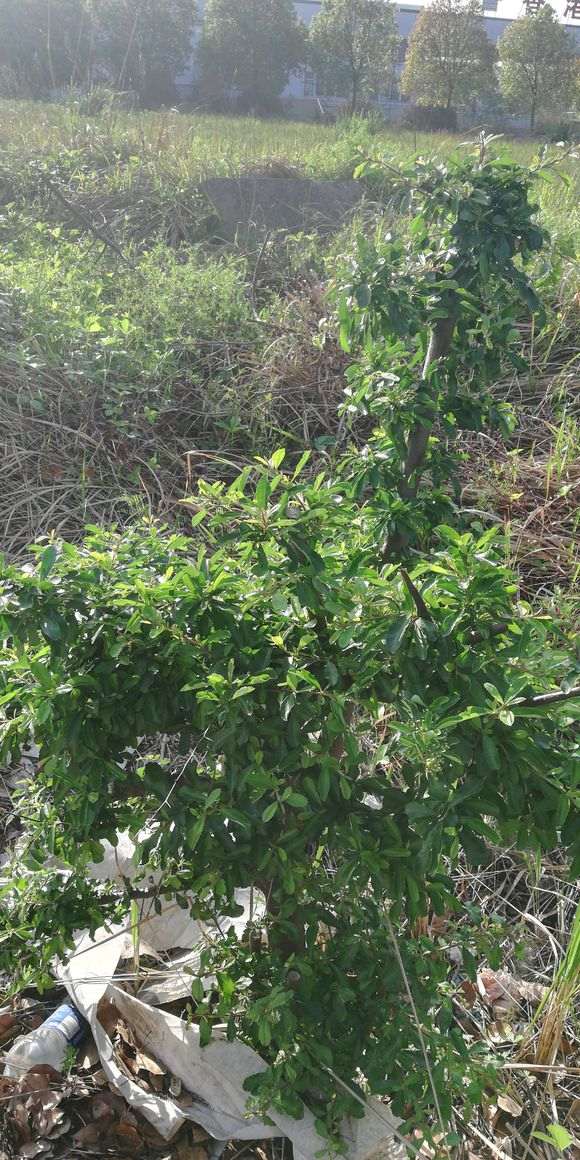 火棘下山桩高压后怎么母株分离 图片