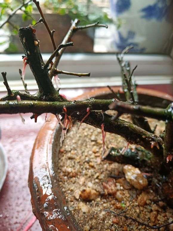 火棘下山桩枝上不发芽 怎么办 图片