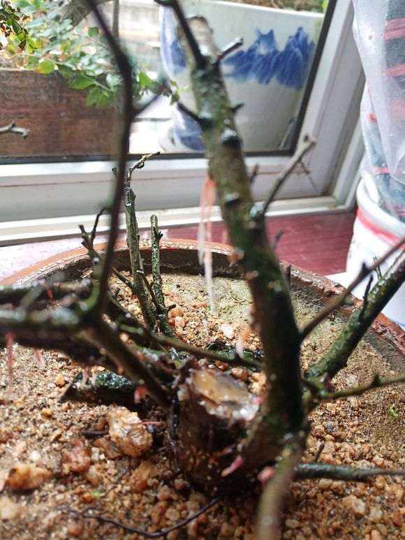 火棘下山桩枝上不发芽 怎么办 图片