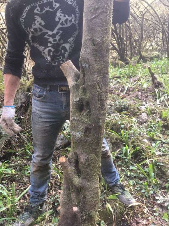 2米的火棘下山桩 价格2000贵吗 图片