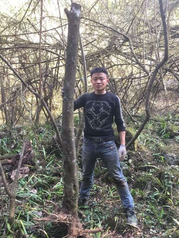 2米的火棘下山桩 价格2000贵吗 图片