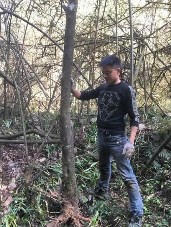 2米的火棘下山桩 价格2000贵吗 图片