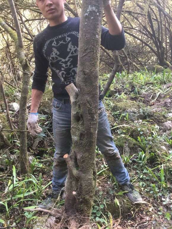 2米的火棘下山桩 价格2000贵吗 图片