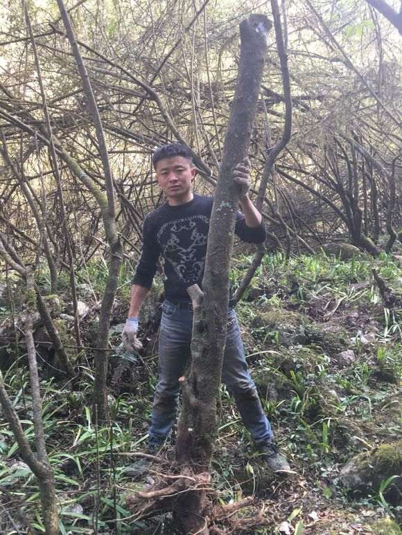 2米的火棘下山桩 价格2000贵吗 图片