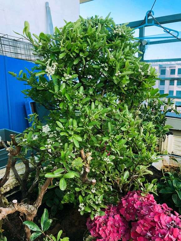 北京室外过冬怎么给火棘下山桩防护