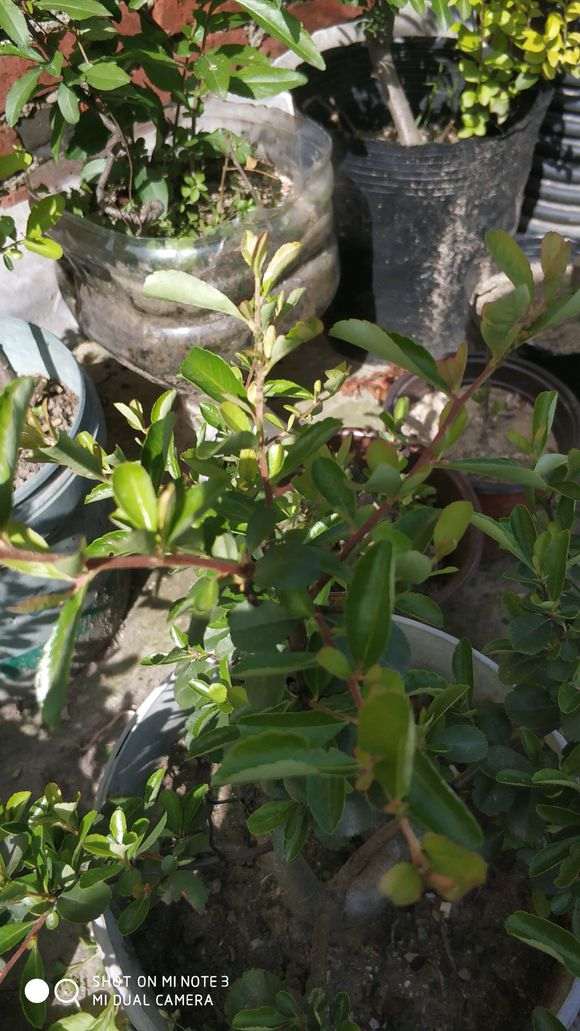 火棘下山桩发芽后有虫子 怎么办 图片