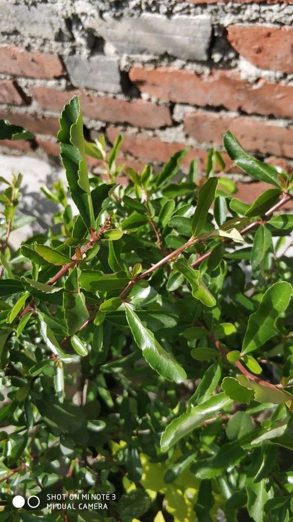 火棘下山桩发芽后有虫子 怎么办 图片