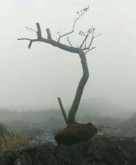 带土球的火棘下山桩 容易成活吗 图片