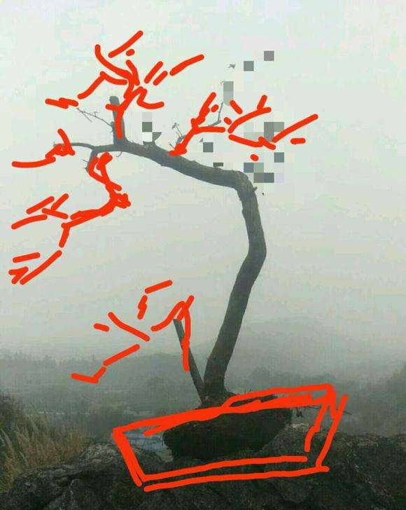 带土球的火棘下山桩 容易成活吗 图片