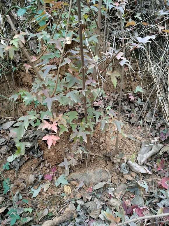 双杆火棘下山桩可以制作盆景吗 图片