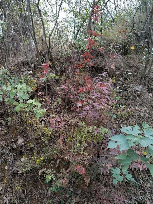 双杆火棘下山桩可以制作盆景吗 图片