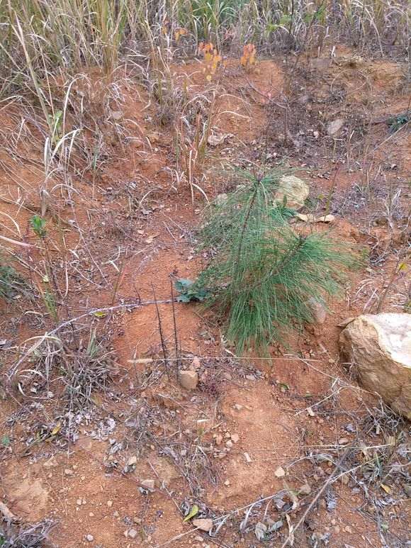 双杆火棘下山桩可以制作盆景吗 图片