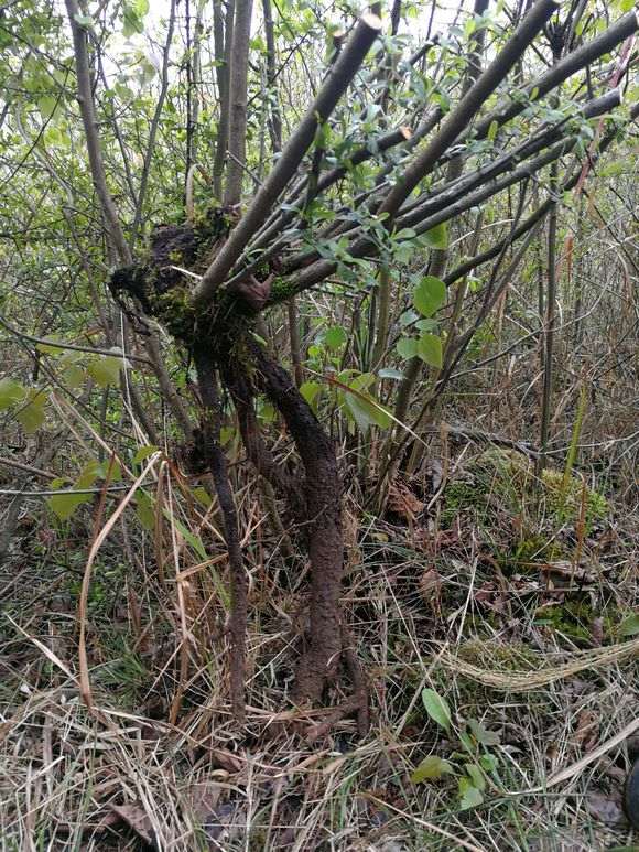 大提根火棘下山桩 怎么样 很大 图片