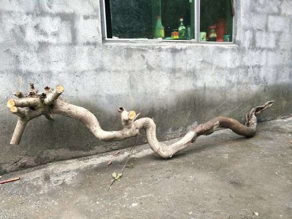 大提根火棘下山桩 怎么样 很大 图片