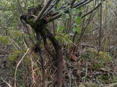 大提根火棘下山桩 可以吗 很大 图片