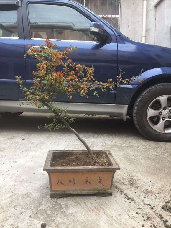 火棘下山桩不摘叶能成活吗 图片