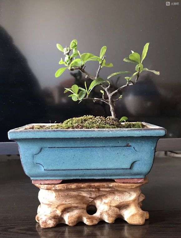 年前扦插火棘下山桩 明年能开花吗 图片