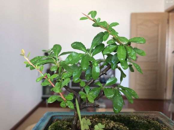 年前扦插火棘下山桩 明年能开花吗 图片