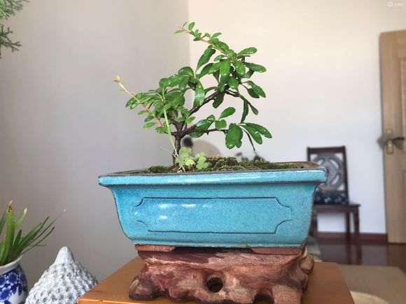 年前扦插火棘下山桩 明年能开花吗 图片