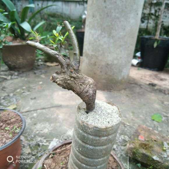 为什么火棘下山桩石谷子打底 河沙高培