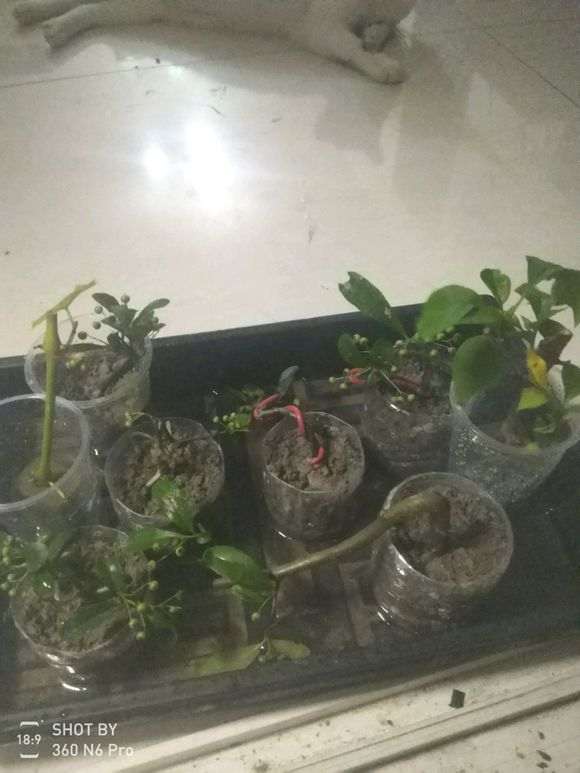 图解 微型火棘下山桩怎么速成的方法