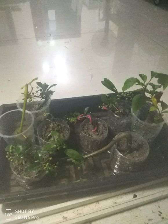 图解 微型火棘下山桩怎么速成的方法