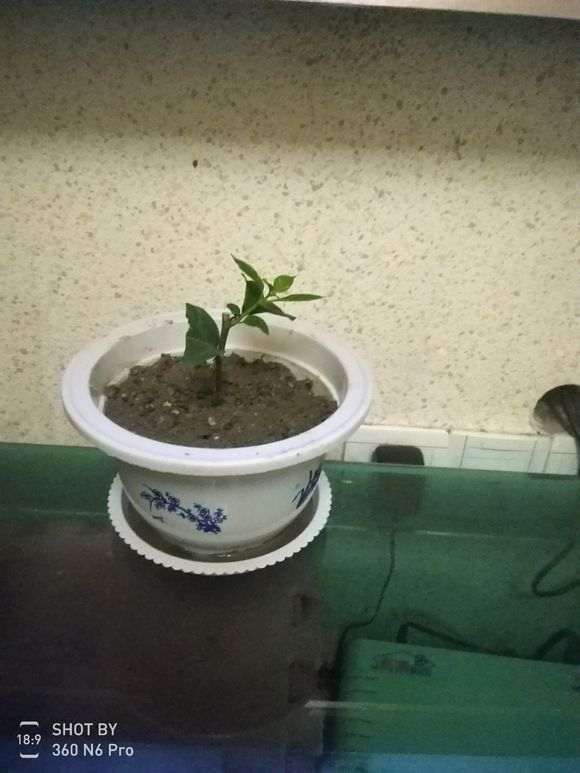 图解 微型火棘下山桩怎么速成的方法