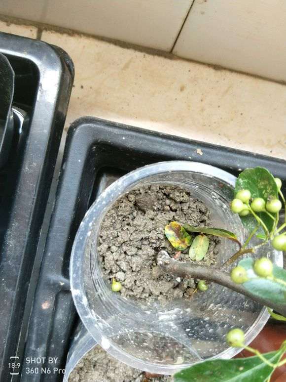 图解 微型火棘下山桩怎么速成的方法