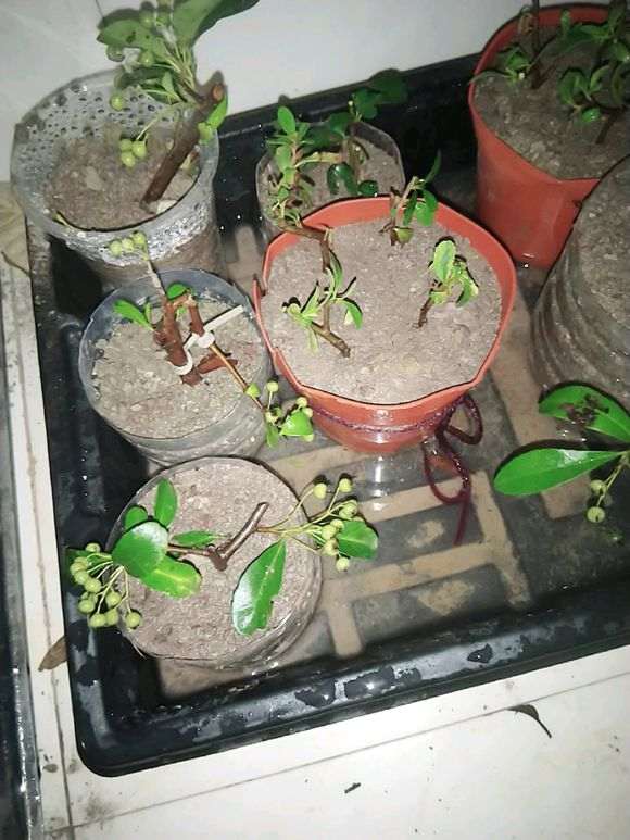 图解 微型火棘下山桩怎么速成的方法