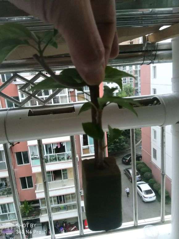 图解 微型火棘下山桩怎么速成的方法