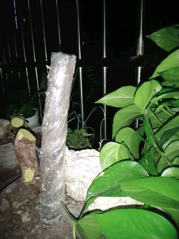 图解 微型火棘下山桩怎么速成的方法