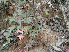 双杆火棘下山桩可以制作盆景吗 图片