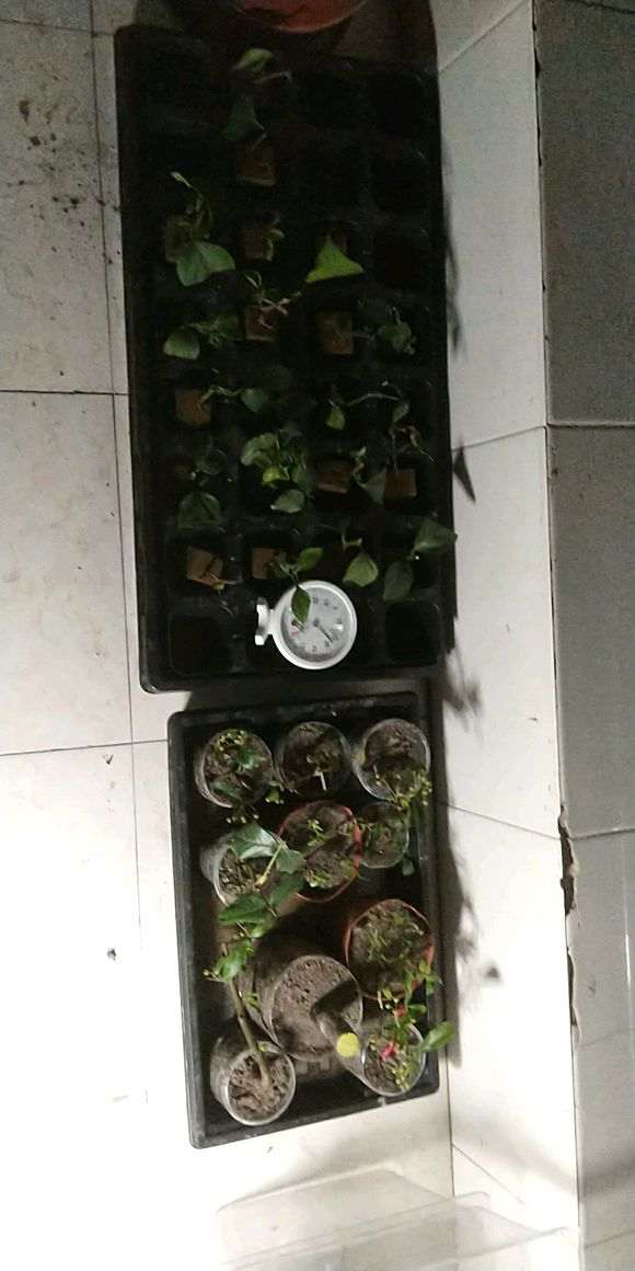 图解 微型火棘下山桩怎么速成的方法