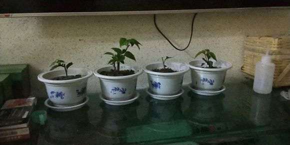 图解 微型火棘下山桩怎么速成的方法