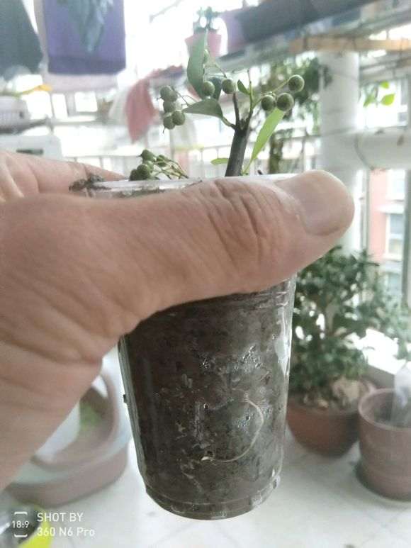 图解 微型火棘下山桩怎么速成的方法