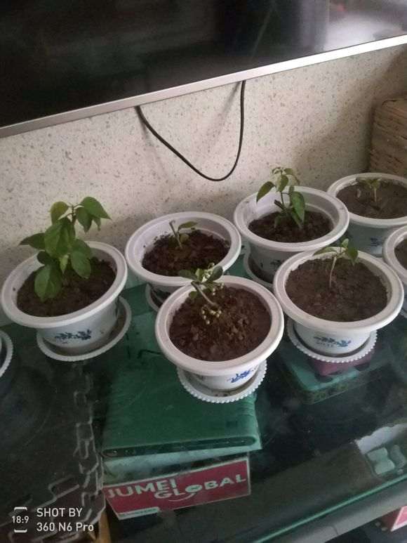 图解 微型火棘下山桩怎么速成的方法