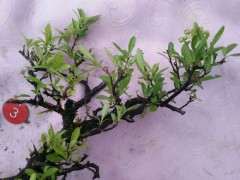 火棘下山桩白粉病如何防治的方法 图片