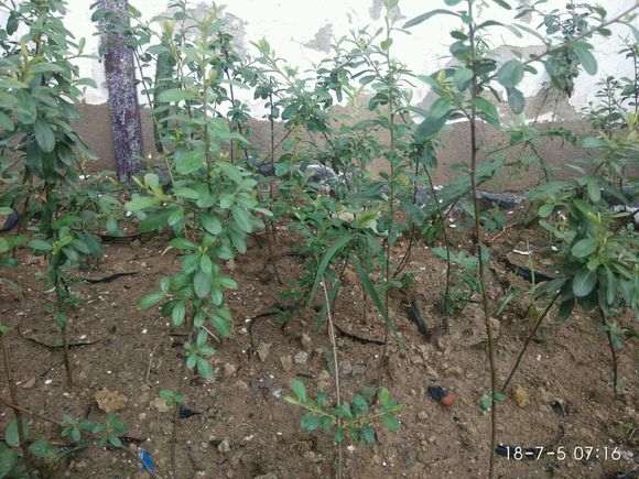 火棘下山桩怎么成童子功继续养 图片