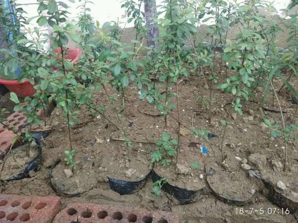 火棘下山桩怎么成童子功继续养 图片