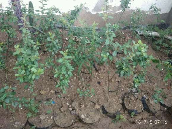 火棘下山桩怎么成童子功继续养 图片
