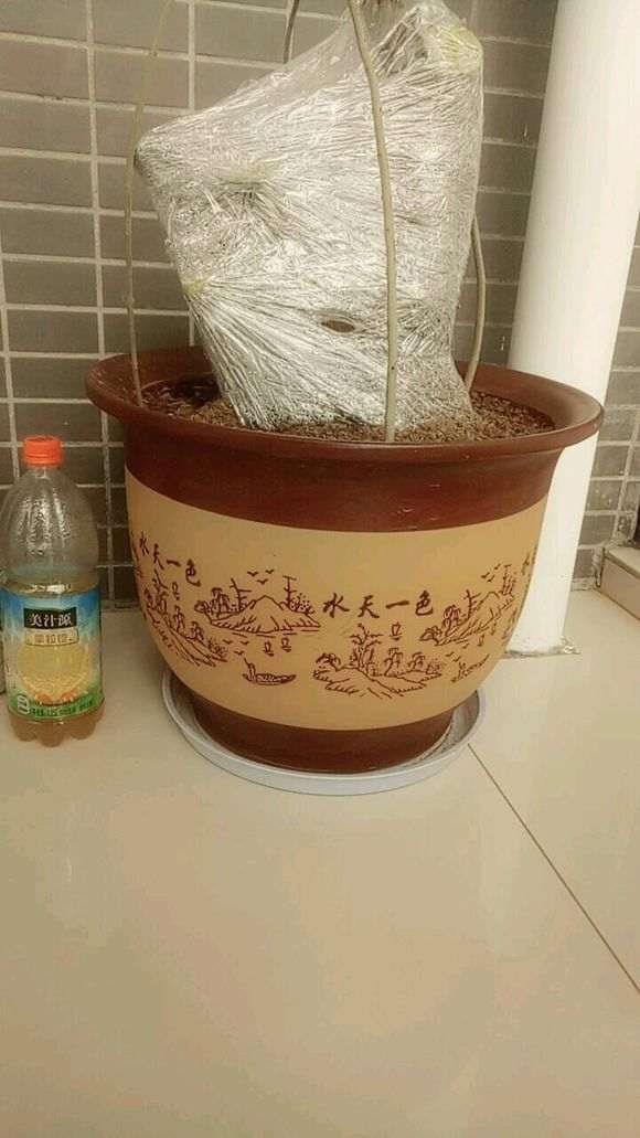 为什么火棘下山桩在晚上外面套袋