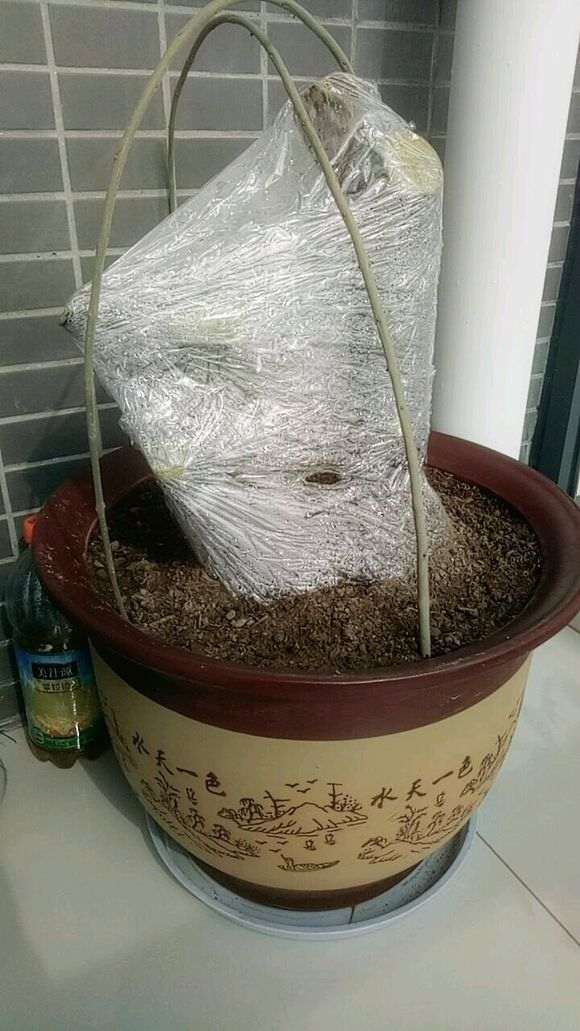 为什么火棘下山桩在晚上外面套袋