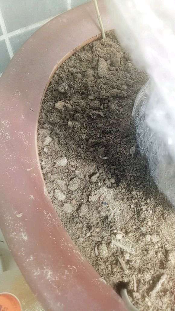 为什么火棘下山桩在晚上外面套袋