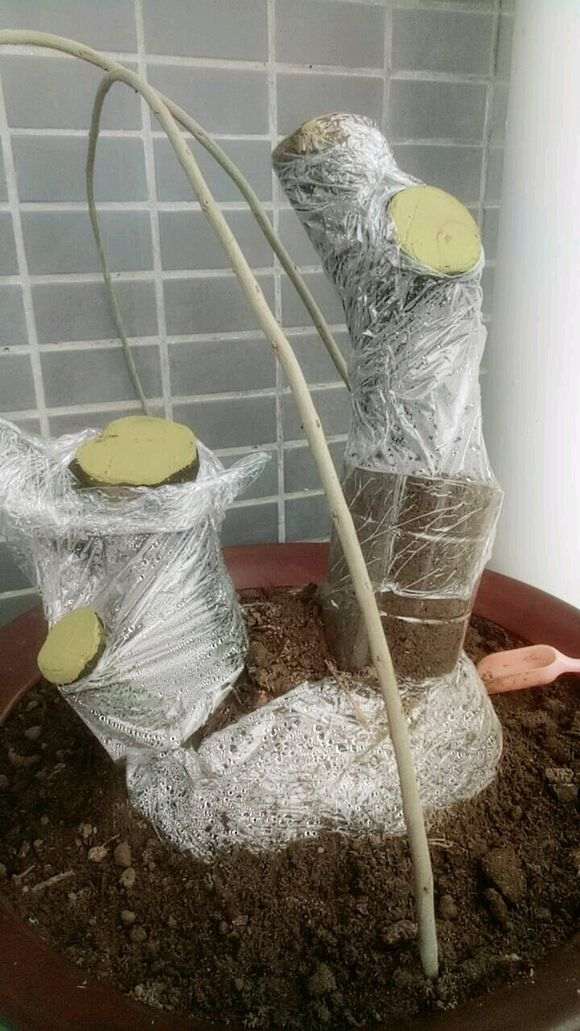 火棘下山桩这样套袋可以吗 图片