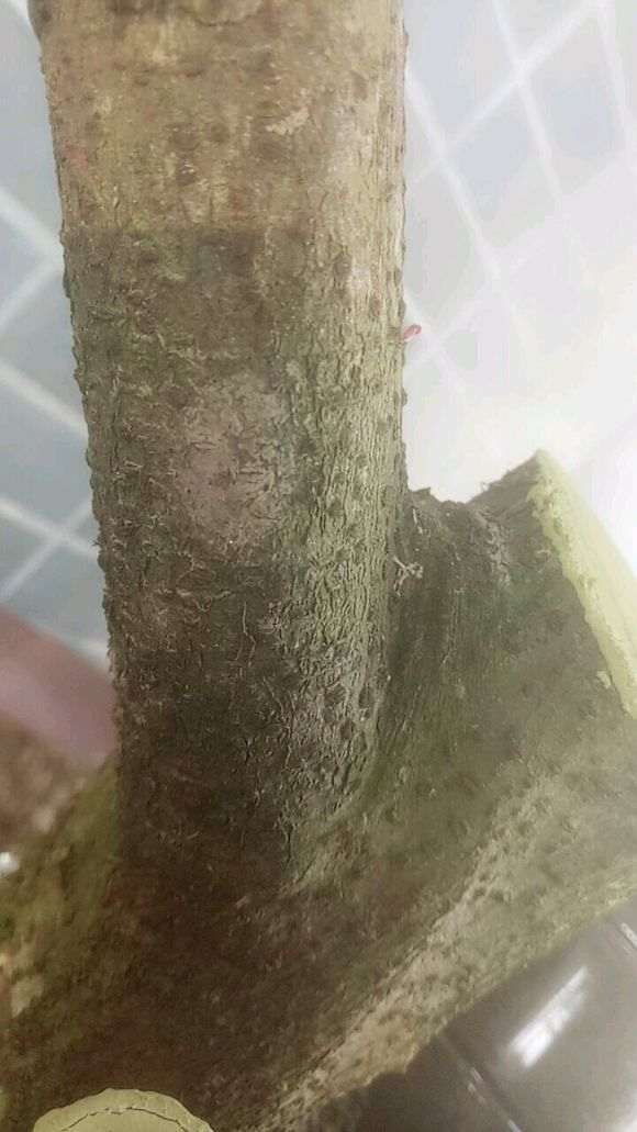 火棘下山桩这样套袋可以吗 图片