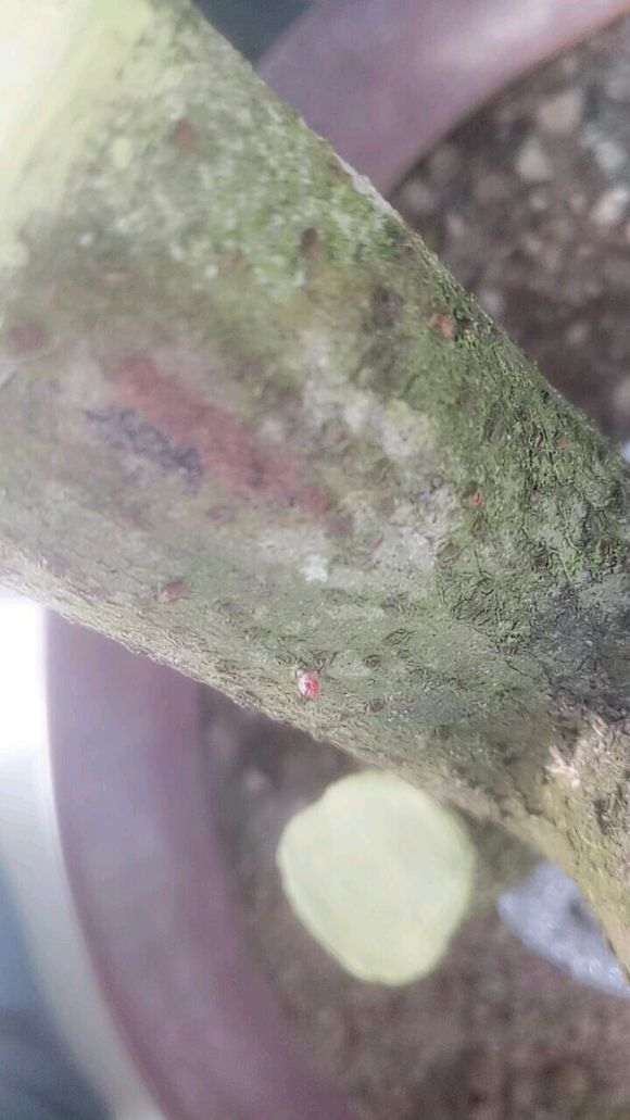 火棘下山桩这样套袋可以吗 图片