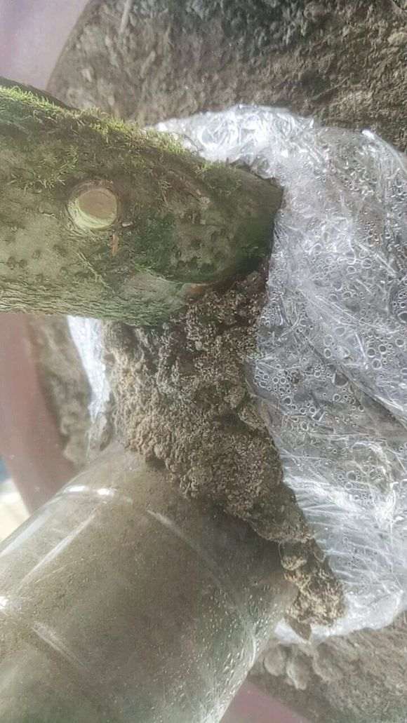 火棘下山桩这样套袋可以吗 图片